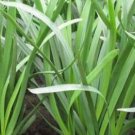2500Pcs A Set  A. tuberosum Rottl SEED ProQgf