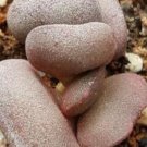 25Pcs A Set  Adromischus marianiae hallii SEED ProQgf