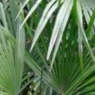 50Pcs A Set   Rhapis multifida Burret SEED ProQgf