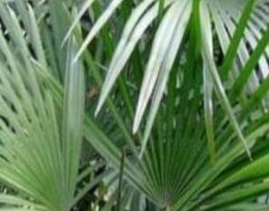 50Pcs A Set   Rhapis multifida Burret SEED ProQgf