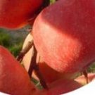 500Pcs A Set  AKESU Apple fruit Seed  ProQgf