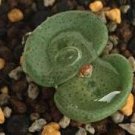 25Pcs A Set  C.crateriforme seed ProQgf