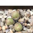 25Pcs A Set   C.bruynsii  seed ProQgf