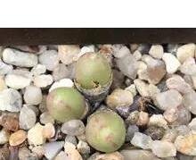 25Pcs A Set   C.bruynsii  seed ProQgf