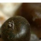 25Pcs A Set C. arturolfago seed ProQgf