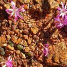 25Pcs A Set C. buysianum subsp. politum seed ProQgf