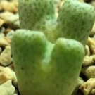25Pcs A Set  C.marginatum ssp.littlewoodii ARM.714B Naroep seed ProQgf