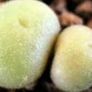 25Pcs A Set   C.depressum ssp.perdurans MG.1411.15  seed ProQgf