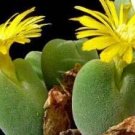 25Pcs A Set Conophytum bilobum ssp. claviferens SH 2465 seed ProQgf