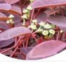 25Pcs A Set  Euphorbia cotinifolia seed ProQgf