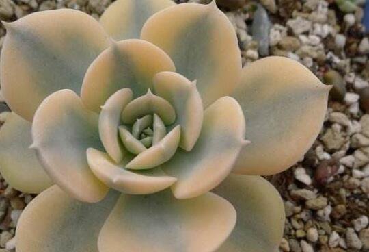 15Pcs a set  Echeveria 'Compton Carousel' variegata Seed  ProQgf