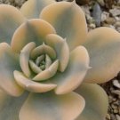 15Pcs a set  Echeveria 'Compton Carousel' variegata Seed  ProQgf