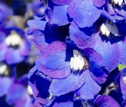 500Pcs a set  Sweet Violet flower Seed  ProQgf