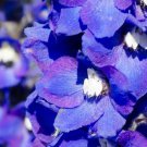 500Pcs a set  Sweet Violet flower Seed  ProQgf