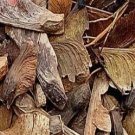 1000Pcs a set  mixed random maple tree Seed  ProQgf