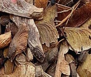 1000Pcs a set  mixed random maple tree Seed  ProQgf