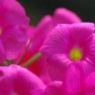 1000Pcs a set  Oxalis bowiei grass Seed  ProQgf