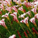 1000Pcs a set  Oxalis versicolor flowers Seed  ProQgf