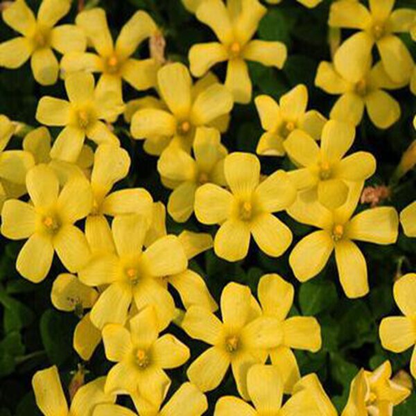 1000Pcs a set  comosa yellow Oxalis obtusa Flower Seed  ProQgf