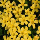 1000Pcs a set  comosa yellow Oxalis obtusa Flower Seed  ProQgf