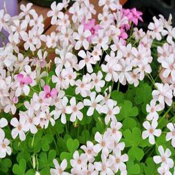 1000Pcs a set  Light Beige oxalis obtusa Flower Seed  ProQgf