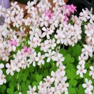 1000Pcs a set  Light Beige oxalis obtusa Flower Seed  ProQgf