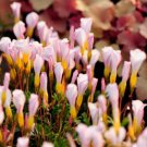 500Pcs a set  Light Pink Color goniorhiza oxalis Flower Seed  ProQgf
