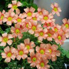 600Pcs a set  Oxalis obtusa peach cream Flower Seed ProQgf