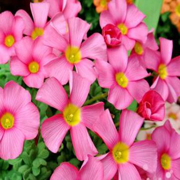 600Pcs a set   oxalis obtusa raspberry Flower Seed ProQgf