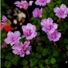 300Pcs a set   Purple oxalis obtusa Flower Seed ProQgf