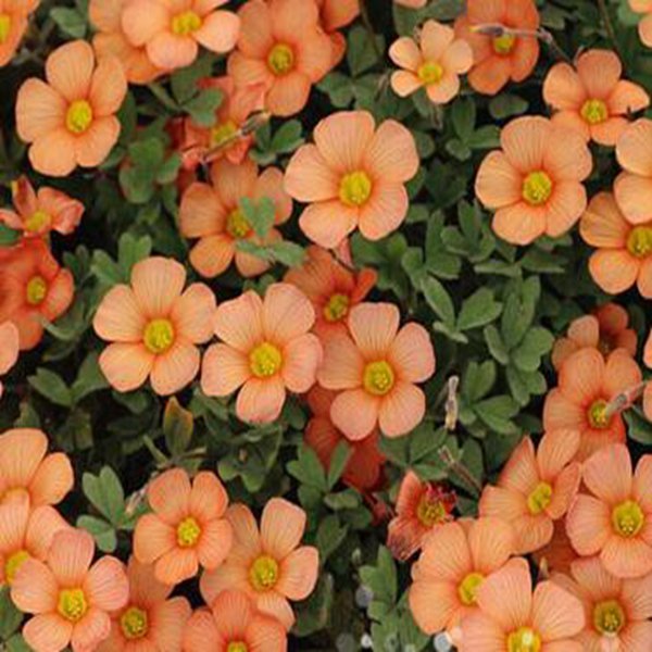 300Pcs a set high orange sunglow Oxalis obtusa Flower Seed ProQgf
