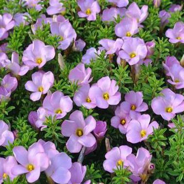 350Pcs a set  light blue color Oxalis obtusa Flower Seed ProQgf