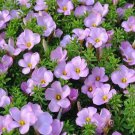 350Pcs a set  light blue color Oxalis obtusa Flower Seed ProQgf