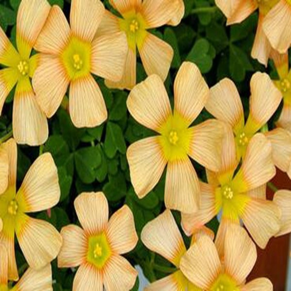 500Pcs a set  OB pale tangerine Oxalis Flower Seed ProQgf