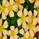 500Pcs a set  OB pale tangerine Oxalis Flower Seed ProQgf
