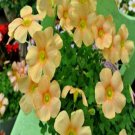 500Pcs a set Oxalis  sundisc  Flower Seed ProQgf
