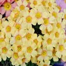 600Pcs a set oxalis obtusa apricot cream Flower Seed ProQgf