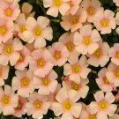 320Pcs a set  Oxalis Obtusa Cream Puff  Flower Seed ProQgf