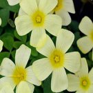 320Pcs a set  Oxalis obtusa primrose Flower Seed ProQgf