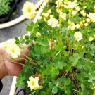 320Pcs a set Oxalis perdicaria Flower Seed ProQgf