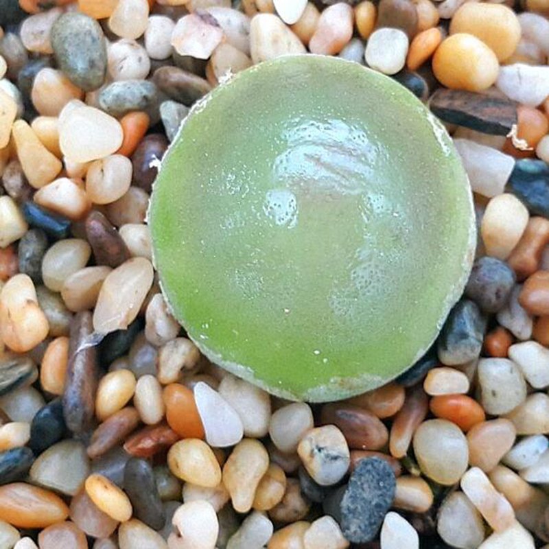 20Pcs a set C. burgeri SH409 Seed ProQgf