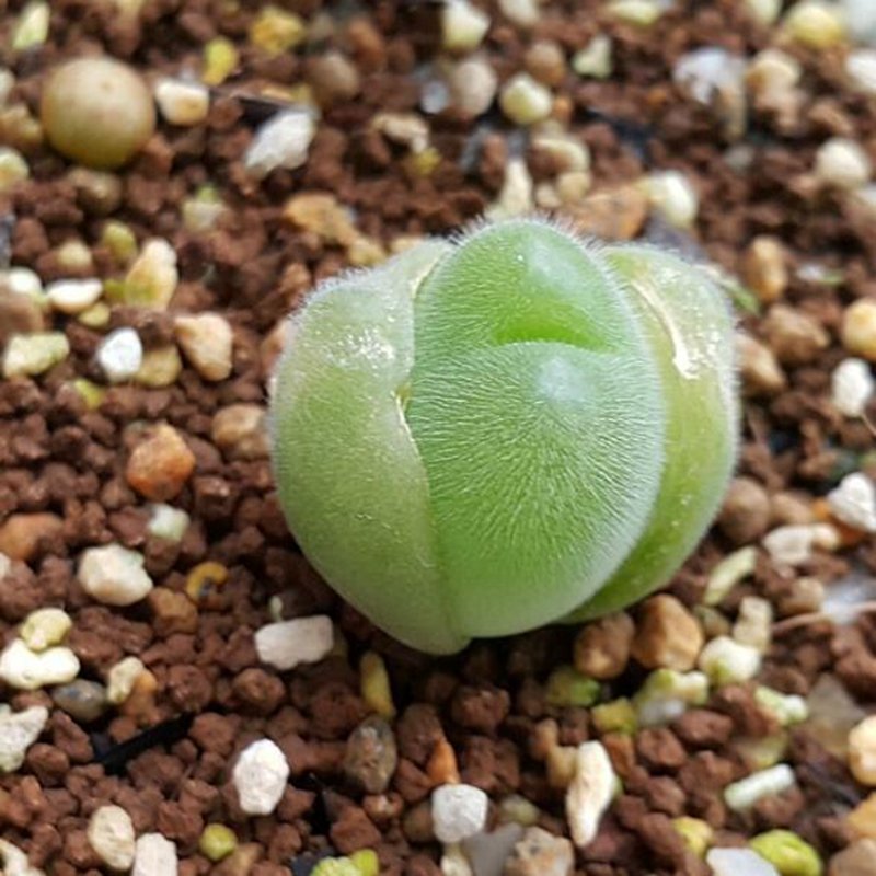 20Pcs a set C. Gibbaeum pilosulum Seed ProQgf