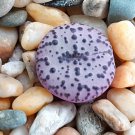20Pcs a set C. obcordellum s.p Seed ProQgf
