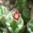 20Pcs a set c. tetragonum Oemsberg Seed ProQgf