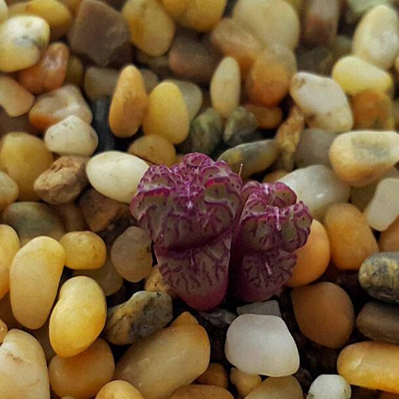 20Pcs a set c.CR1004 Seed ProQgf