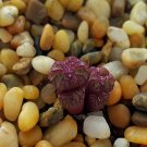 20Pcs a set c.CR1004 Seed ProQgf