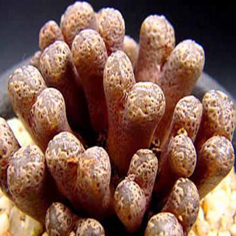 20Pcs a set conophytum  Concordia Seed ProQgf