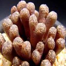 20Pcs a set conophytum  Concordia Seed ProQgf