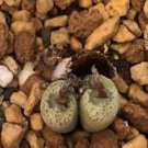 20Pcs a set conophytum  CR1403 Seed ProQgf