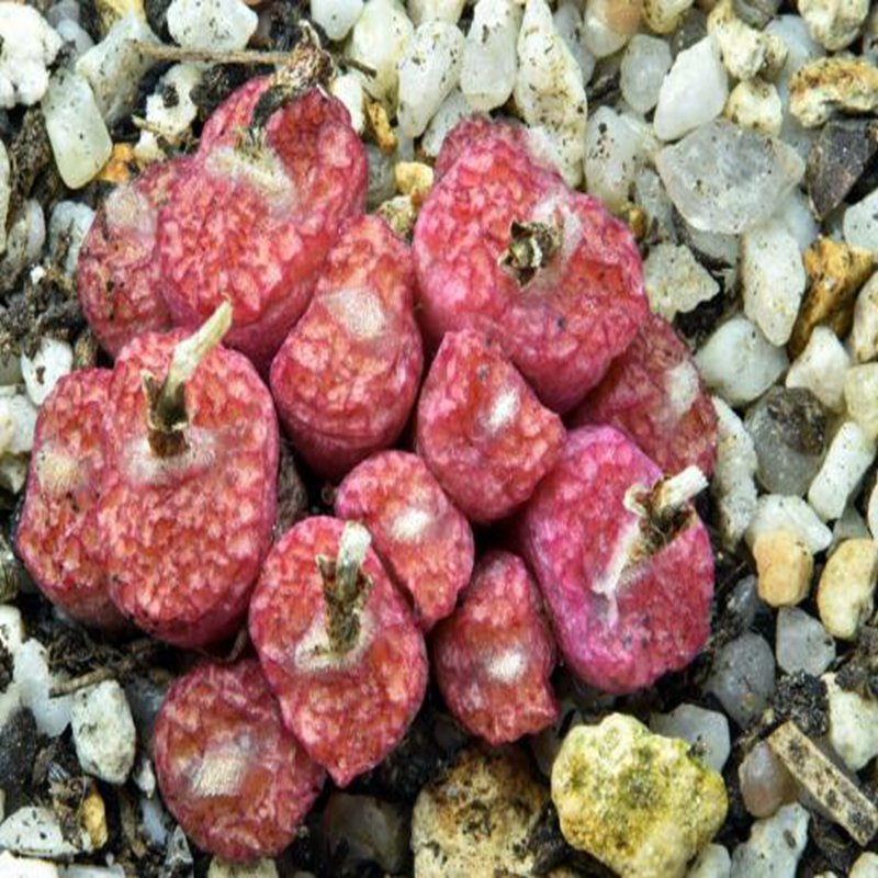 20Pcs a set conophytum  R&Y1732 Seed ProQgf